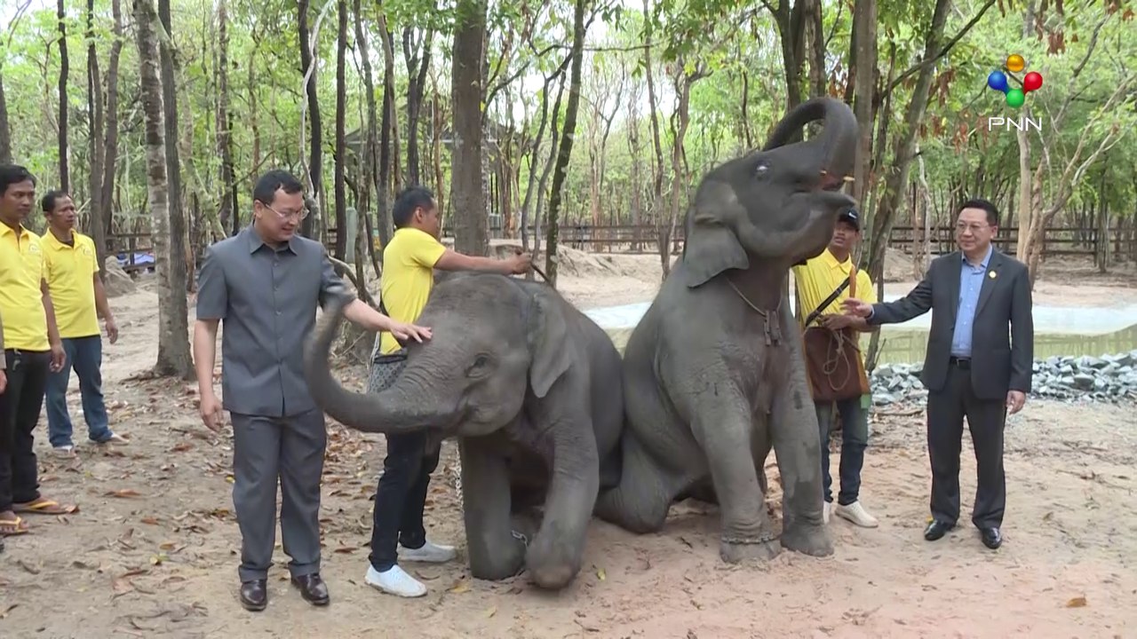 [13-05-24] កម្ពុជាទទួលបានសត្វដំរី ញីឈ្មោលមួយគូ ពីប្រទេសឡាវ ដែលជាតង្វាយរបស់ព្រះមហាក្សត្រ