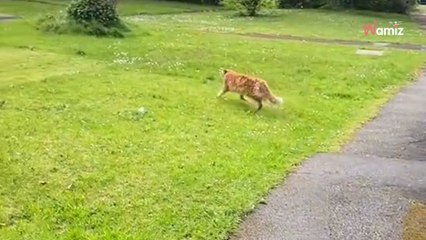 Elle ne s'attendait pas à croiser une tête connue dans la nature : 672K personnes retiennent leur souffle (vidéo)