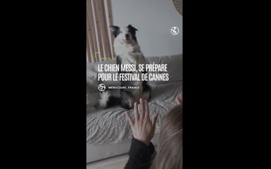 Le chien Messi, se prépare pour le festival de Cannes