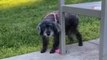 Encuentran a un perro sordo y ciego de 15 años atado en un parque junto con una nota (Vídeo)