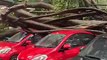 隆市中心 再有树倒压车！