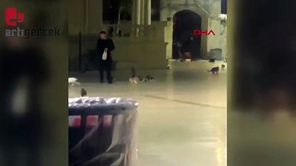 İş yerinde 9 ölü kedi bulunan sanığa 4 yıl 6 ay hapis cezası