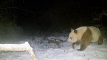 Avistan en China un tipo de oso panda extremadamente extraño que no se veía desde hacía seis años