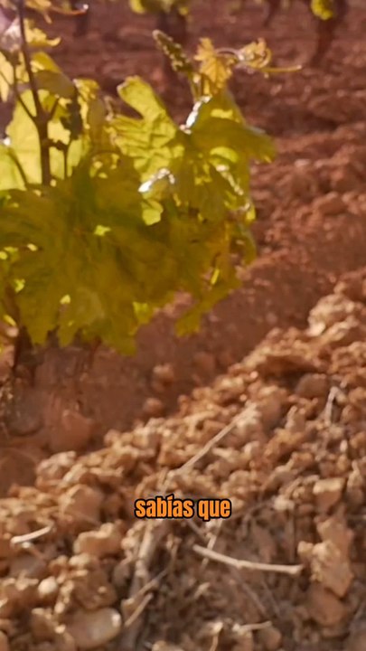 Curiosidades de España.Es el país con más viñedos del Mundo  