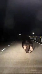 Download Video: El oso se pasea por una carretera de Guardo en Palencia