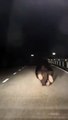 El oso se pasea por una carretera de Guardo en Palencia