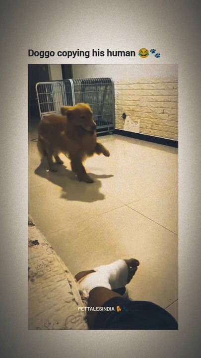 Dog funny video
