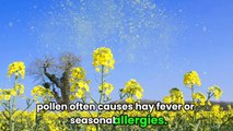 Allergy Triggers: 9 Common Things That Causes Allergies