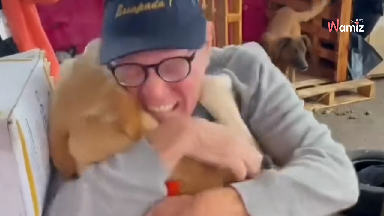 Inundaciones de Brasil: los reencuentros entre los perros y sus familias que te harán llorar