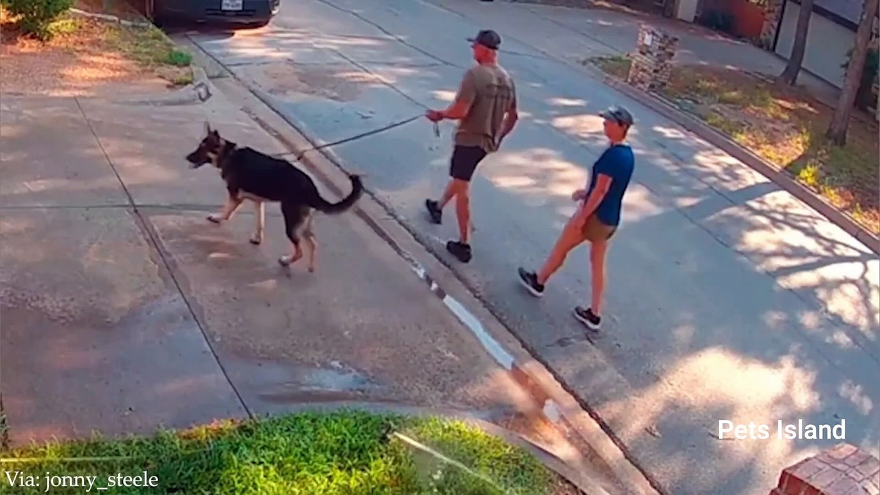 Dogs ALWAYS DO The Funniest Things  - Best Funny Animal Videos 2024