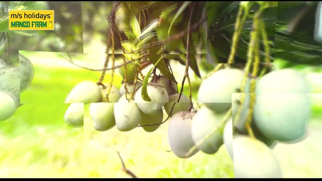 Mango Farmland Chennai| Mango Farmland For Sale in Chennai - M/S Holiday Farms