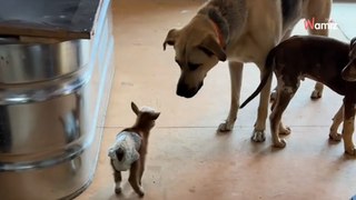 Cudaczna para: Tak małej kozy i tak dziwnego psa jeszcze nie widzieliście (video)