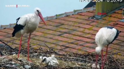 Balıkçı Adem Yılmaz'la dostlukları filme konu olmuştu! Yaren ve eşi Nazlı'dan üzen haber