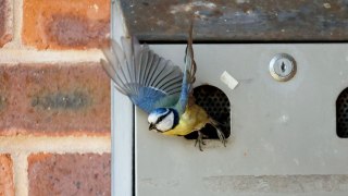 Smokers banned from using ashtray - after nesting blue tits move in