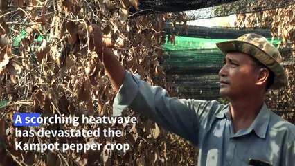Heatwave hits Cambodia's famed Kampot pepper harvest
