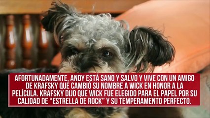 La verdadera historia detrás del cachorro de John Wick: ¿Dónde está ahora?