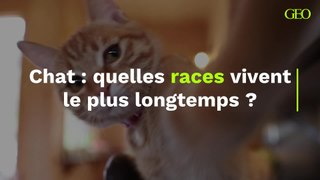 Quelles sont les races de chat qui vivent le plus longtemps ?