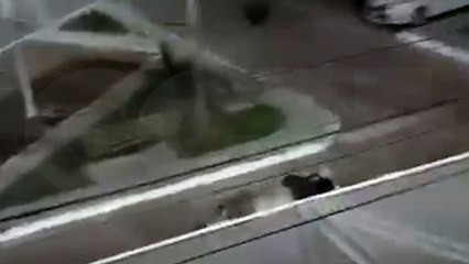 Inusitado: Bois fogem de frigorífico e causam tumulto