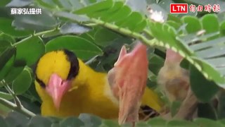 2級保育鳥類黃鸝育雛流露親情 嘉義鳥友驚喜記錄（蘇家弘提供）