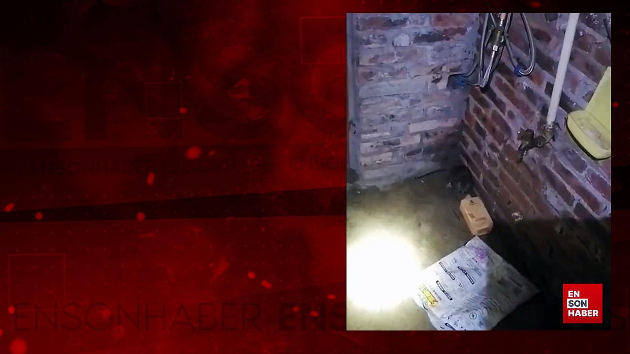 Dev fareden korkup düz duvara tırmanan kedi