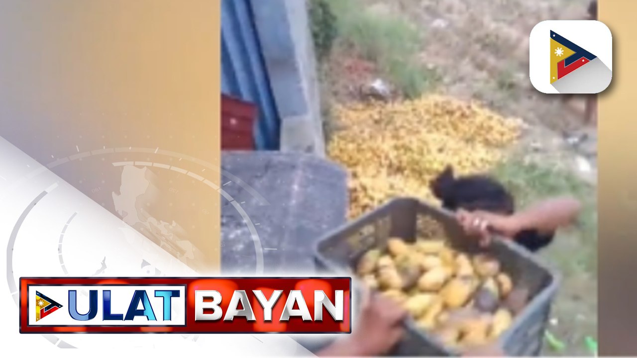 Nasa 3-K kilo ng mangga, itinapon na lang nang masira dahil sa over-supply