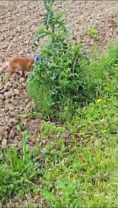 Volpe con la testa incastrata in una scatola di latte salvata da un dipendente comunale