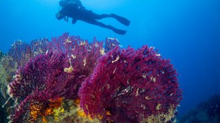 Mercanlarla dolu Ayvalık! Su altının gizemli dünyası
