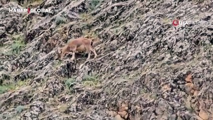 Karakoçan'ın "süsleri" kayaların usta tırmanıcıları: Hünerleriyle ağızları açık bırakıyorlar