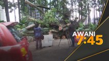 Lagi kejadian pokok tumbang, apa tindakan pihak berkuasa?