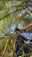 Homem resgata pitbull preso no telhado