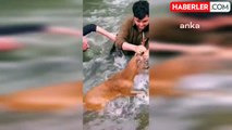 Borçka Belediye Çalışanı Çoruh Nehri'ne Düşen Karacayı Kurtardı
