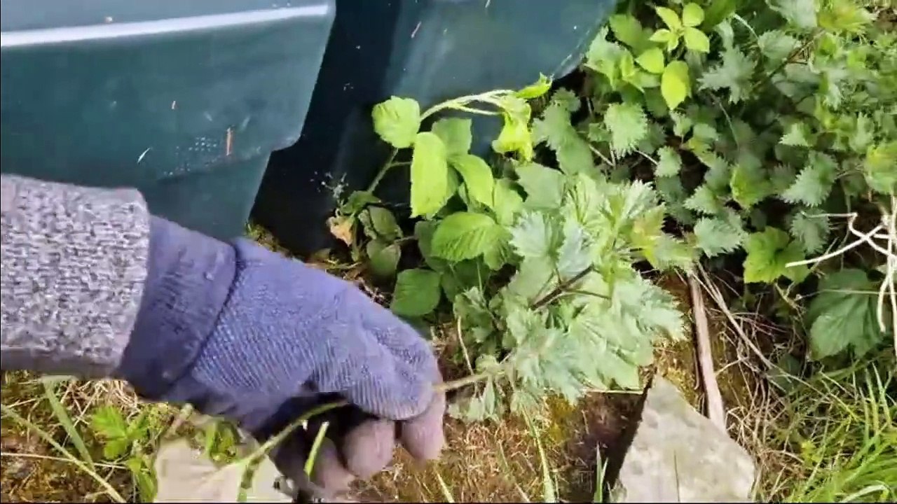 Pretty monsters - Invasive plants you don't want : Gardening With Brendan