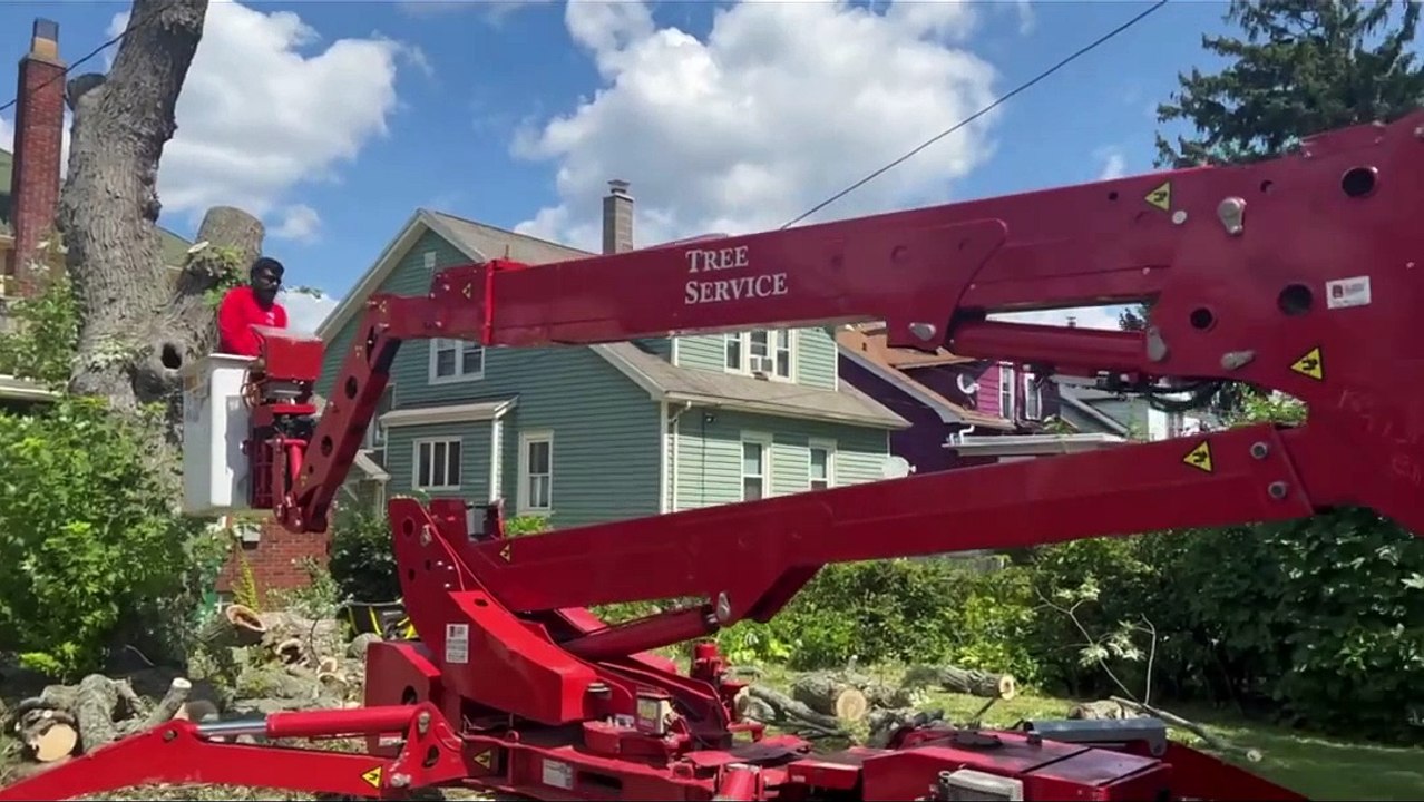 Tree Removal Services in Rochester NY | Branch Specialists Rochester NY