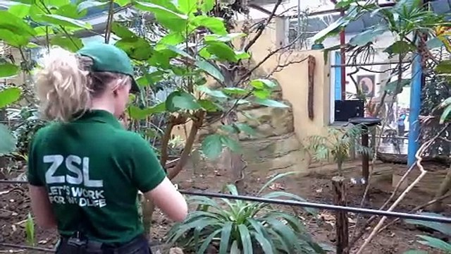 London zookeeper helps hatch 'extinct in the wild' kingfisher chick