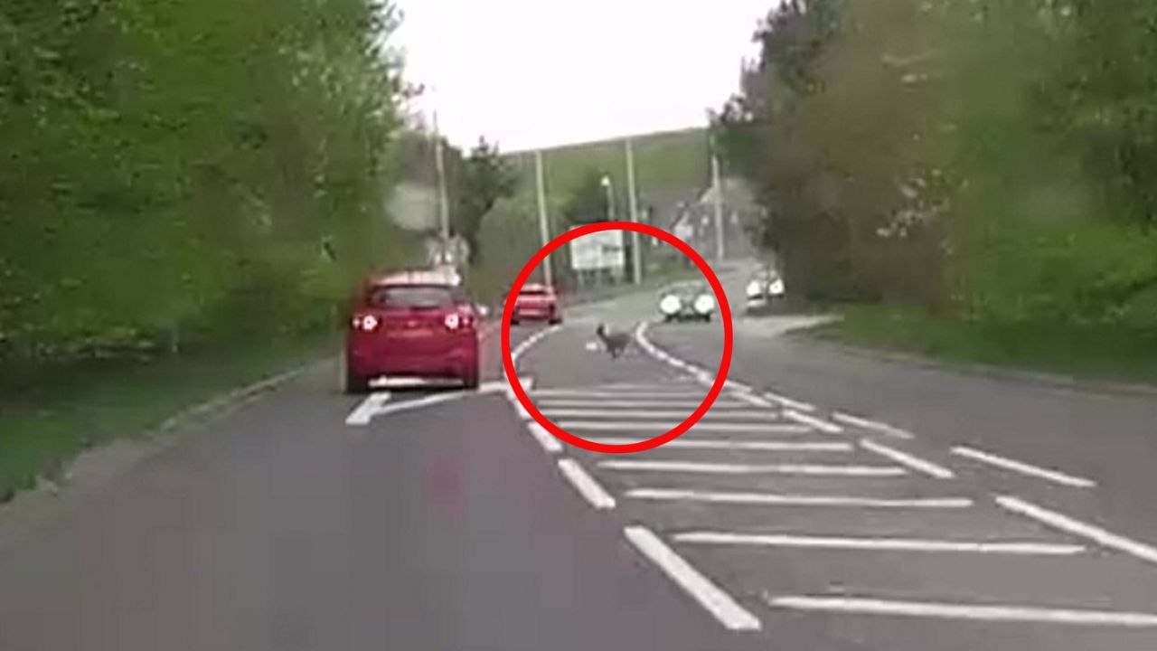 Eine geglückte Flucht von ein Reh nach es über eine Autobahn gesprungen hat- und gegen ein Auto geschlagen