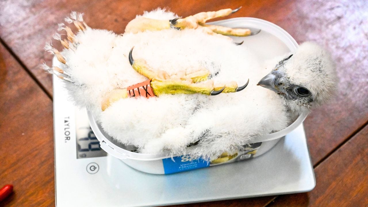 Peregrine chicks weighed in ice cream tubs after hatching at Worcester Cathedral