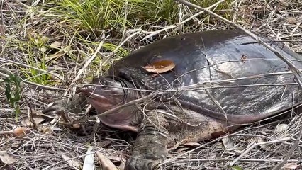 Freshwater Softshell Turtle