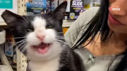 Personne ne veut adopter ce chat : ils lancent une bouteille à la mer sans imaginer les conséquences (vidéo)