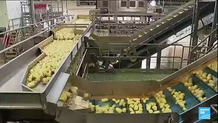 McCain compte investir 350 millions d'euros pour produire plus de frites en France