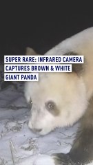 Super rare: Infrared camera captures brown & white giant panda