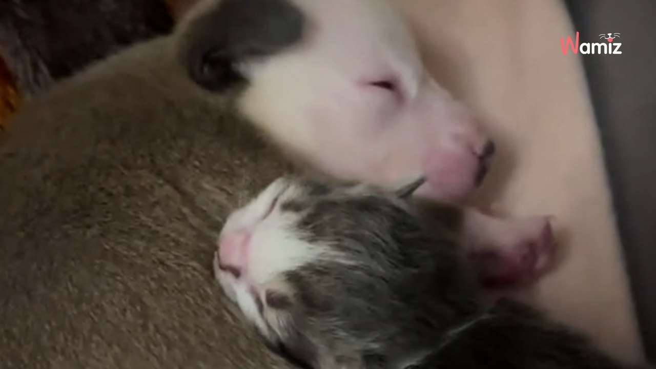Rejetés par leurs mères, ce chiot et ce chaton sont mis ensemble : la magie qui opère bouleverse 1M de personnes (vidéo)