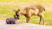 Cute clip shows young deer and rabbit playing together - like real-life Bambi