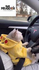 فيدوهات مضحكة للقطط ... Funny videos of cats...