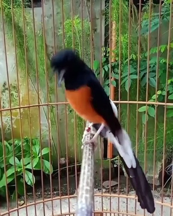 Stone Magpie Song