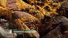 Fantastic Fungi - History