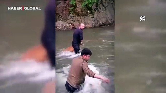 Düştüğü dereden çıkamayan karacanın imdadına itfaiye yetişti