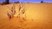 The Asian Deserts: Vast and Varied Landscapes of Arid Beauty
