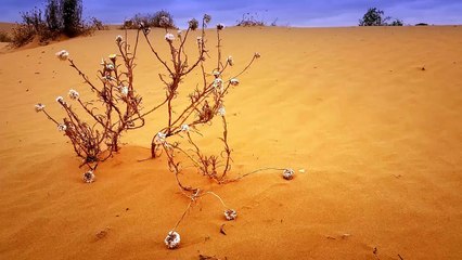The Asian Deserts: Vast and Varied Landscapes of Arid Beauty