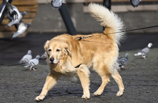 The RSPCA has warned dog owners to take pets to vets immediately if they’ve eaten cannabis 'gummies'