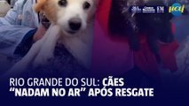 Cães salvos de enchente no RS  